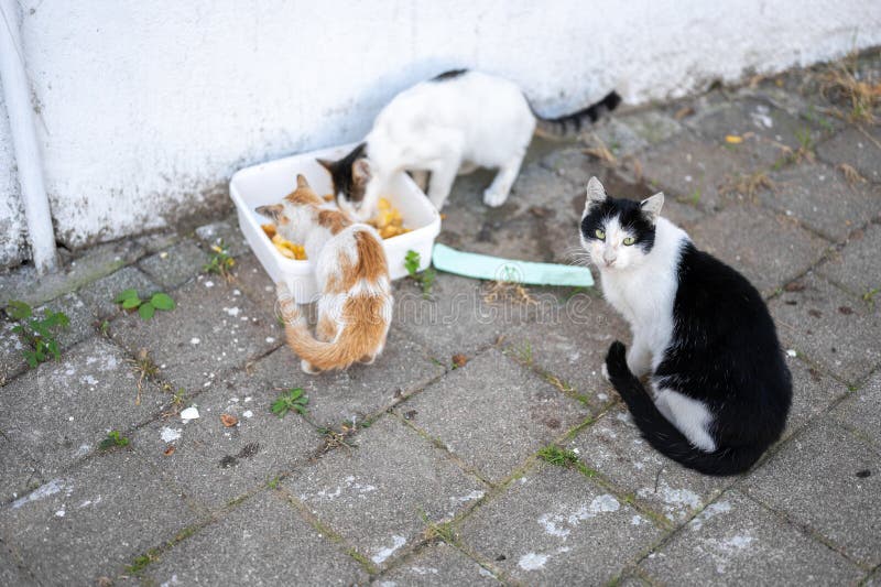 Stray Cats Begging for Food. Problem of Stray Animals, the Concept of a