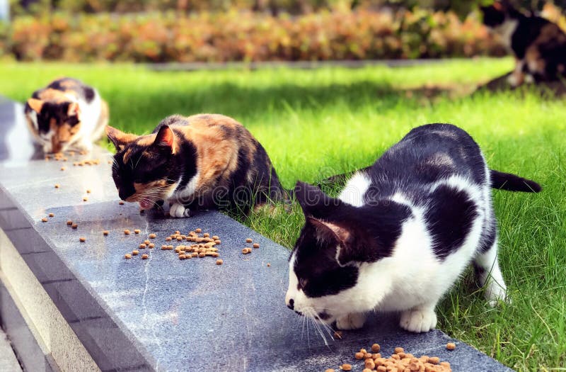 Stray cats eating cat food stock photo. Image of animal 82504296