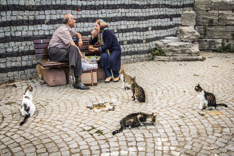 Stray cats in Istanbul,Turkey royalty free stock photography Stray cats in Istanbul,Turkey royalty free stock photography