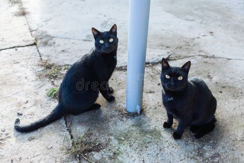 Stray cats. stock image. Image of environment, show, hungry 29803245