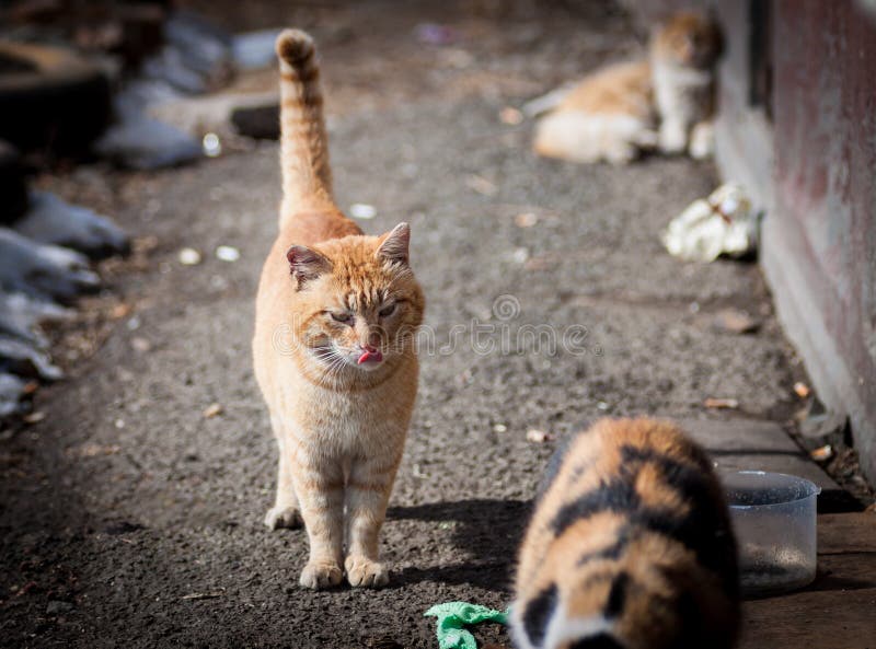 Stray cats. stock image. Image of environment, show, hungry 29803245