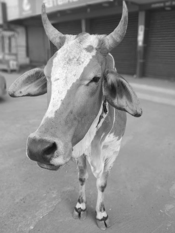 Wondering Cow Stock Photos Free & RoyaltyFree Stock Photos from
