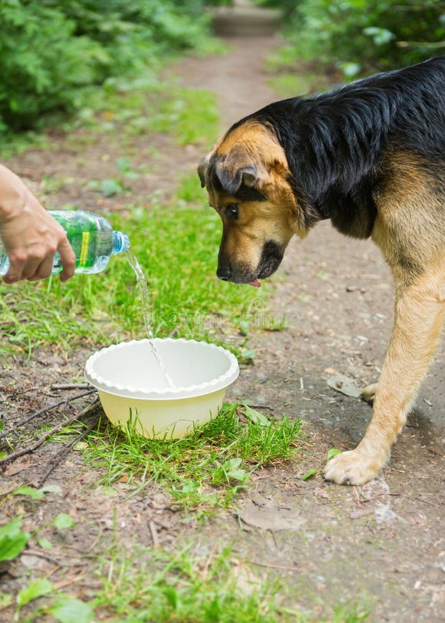 Stray Dog Dog Drinking Water Stock Photo Image of large, adult 152583102