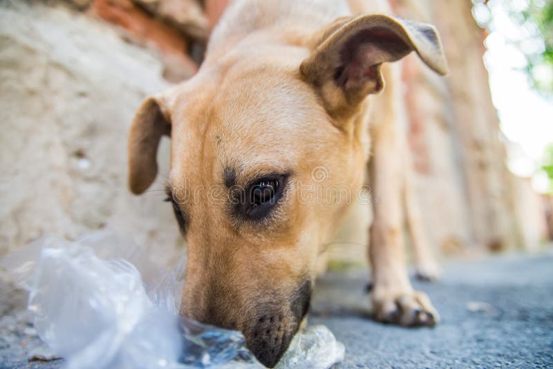 Stray dog eats junk royalty free stock images Stray dog eats junk royalty free stock images