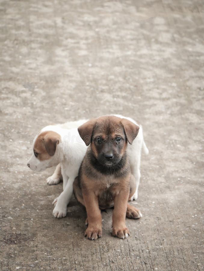 Stray dog hungry food stock photo. Image of loneliness 86340694