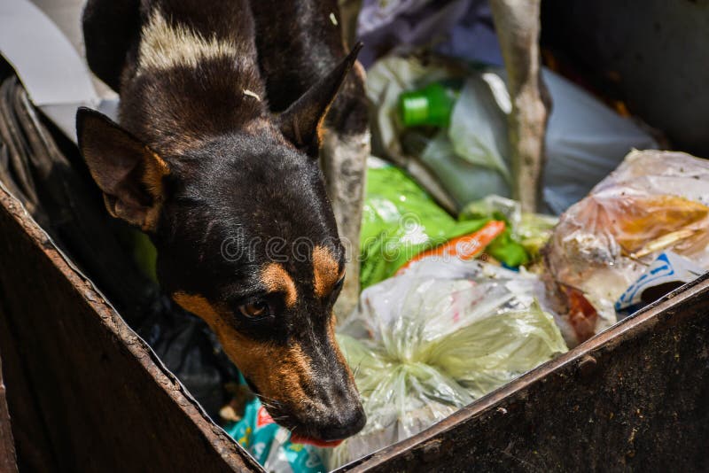 A stray dog looking for food from the garbage. royalty free stock photo A stray dog looking for food from the garbage. royalty free stock photo