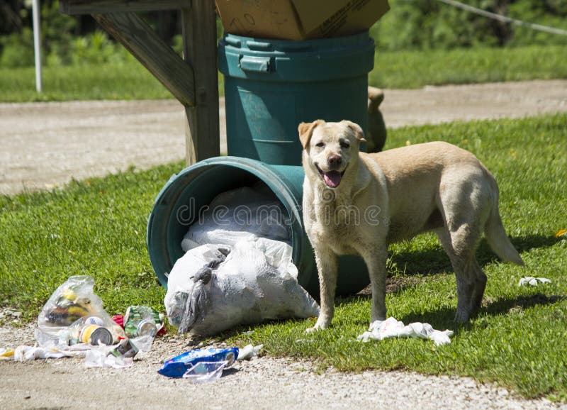 Dog Catcher Animal Control Stock Photos Free & RoyaltyFree Stock