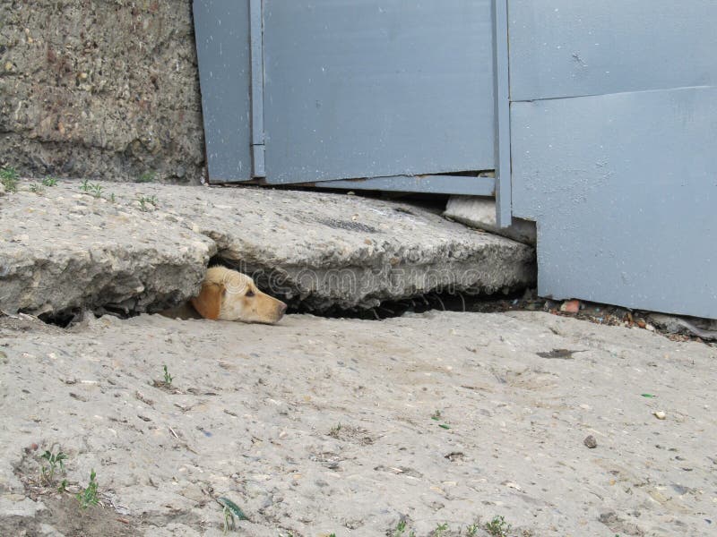 A stray dog peeking out of a cleft in a concrete slab stock images A stray dog peeking out of a cleft in a concrete slab stock images