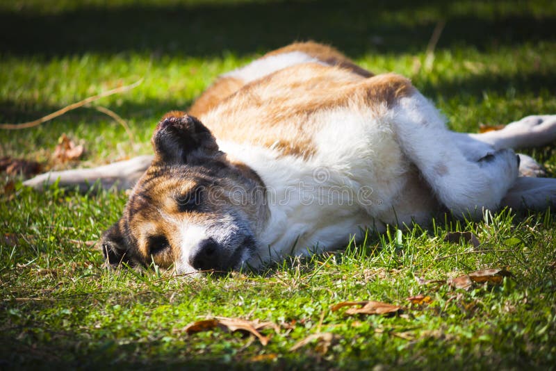 Stray Dog Resting on the Grass Stock Image Image of relax, resting