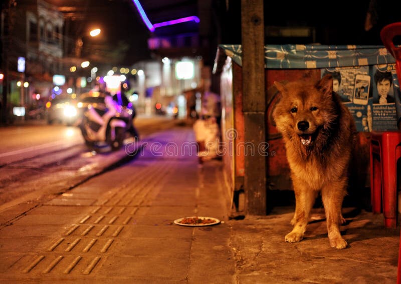 180 Stray Dog Night Stock Photos Free & RoyaltyFree Stock Photos