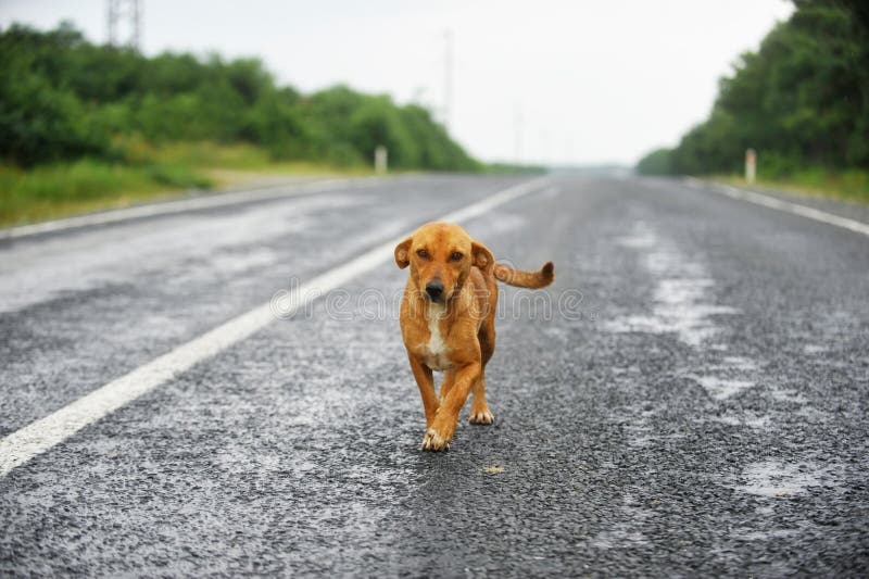 Stray dog on the road royalty free stock photos Stray dog on the road royalty free stock photos