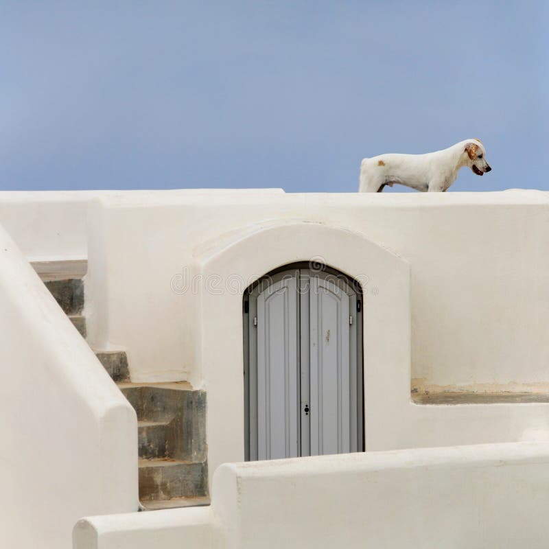 Stray dog in Santorini stock photos Stray dog in Santorini stock photos