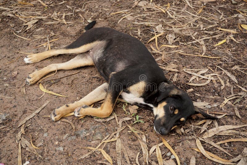 Stray Dog Sleep on Ground, Animal Stock Image Image of lonely, theme