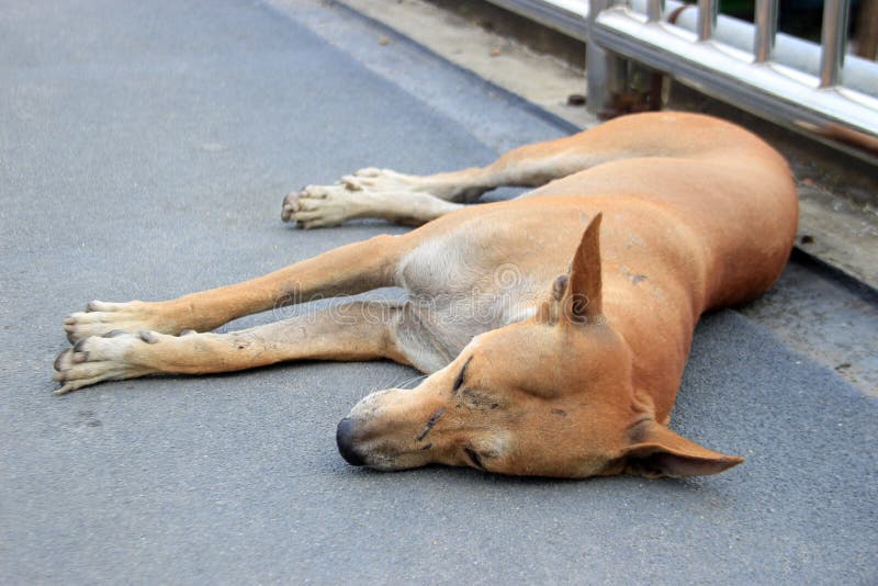 Stray Dog Sleep on the Ground Stock Image Image of mongrel, adopt