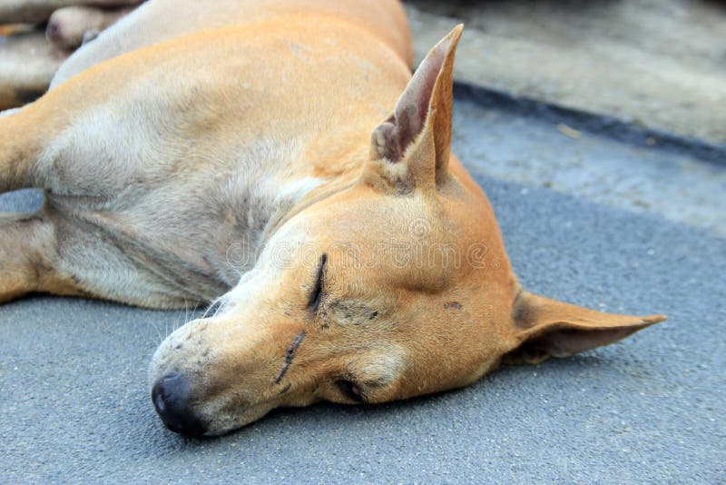 Stray Dog Sleep on the Ground Stock Image Image of sadness, mammal