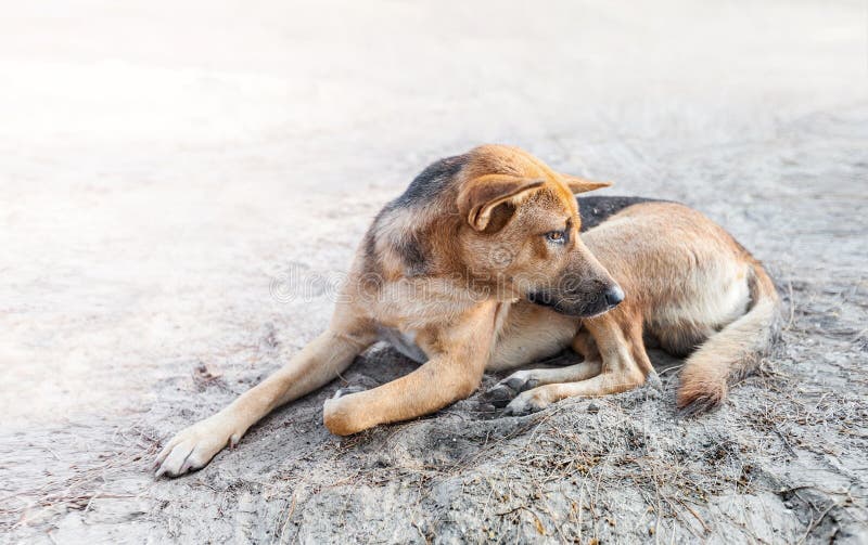 Stray Dog Sleep on the Sidewalk Stock Photo Image of cute, street