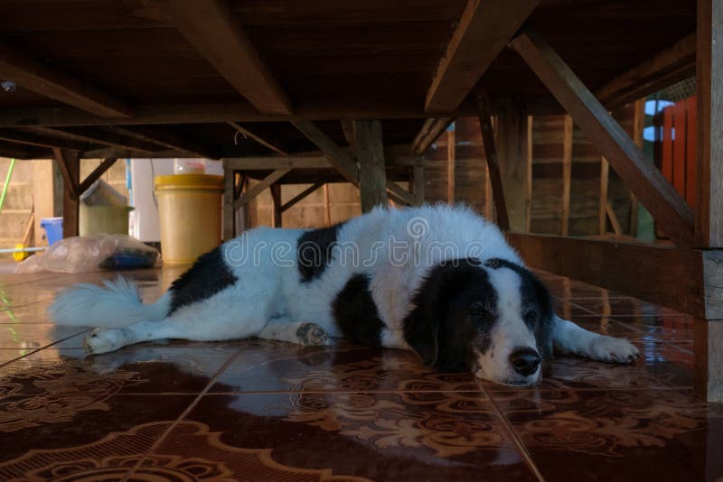 Dog under a table stock photo. Image of loyal, eyes, black 3671402