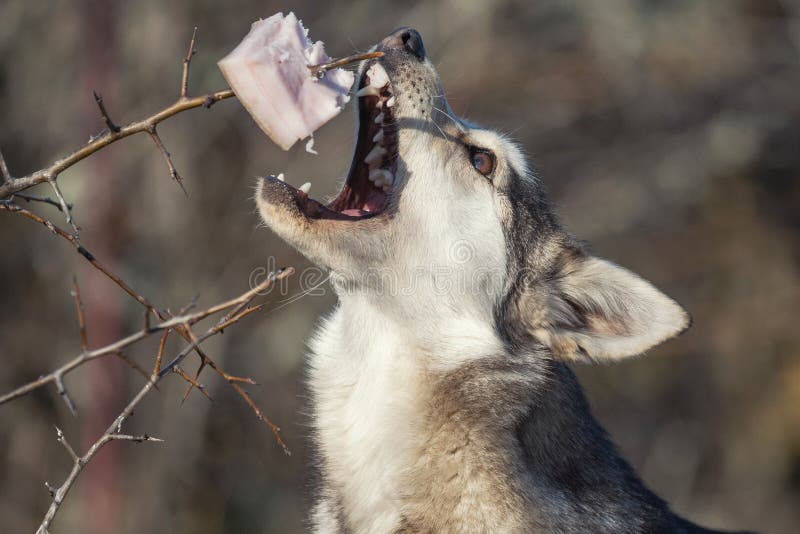 Stray Dog Steals a Piece of Lard Stock Image Image of canine, mouth