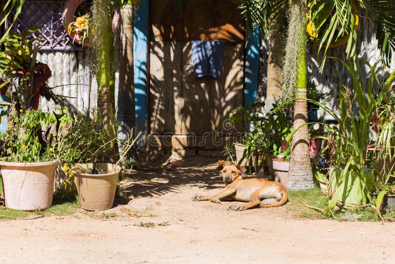 Stray dog on the streets in Mexico, March 20, royalty free stock photo Stray dog on the streets in Mexico, March 20, royalty free stock photo