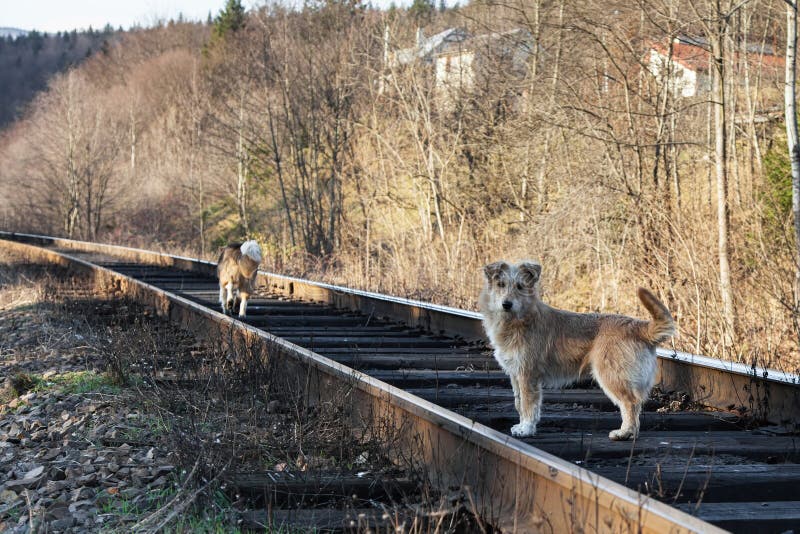 Dogs on railroad tracks stock photo. Image of walking 61134634