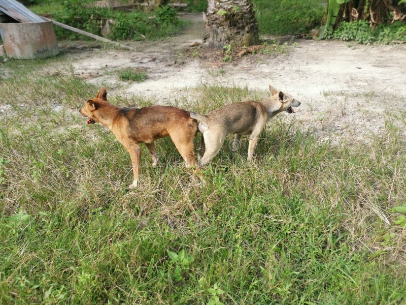 Stray Dogs Mating at the Plantation Stock Image Image of activity