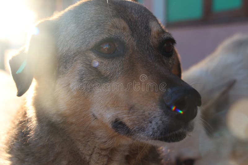 Homeless sterilized dog Crimea