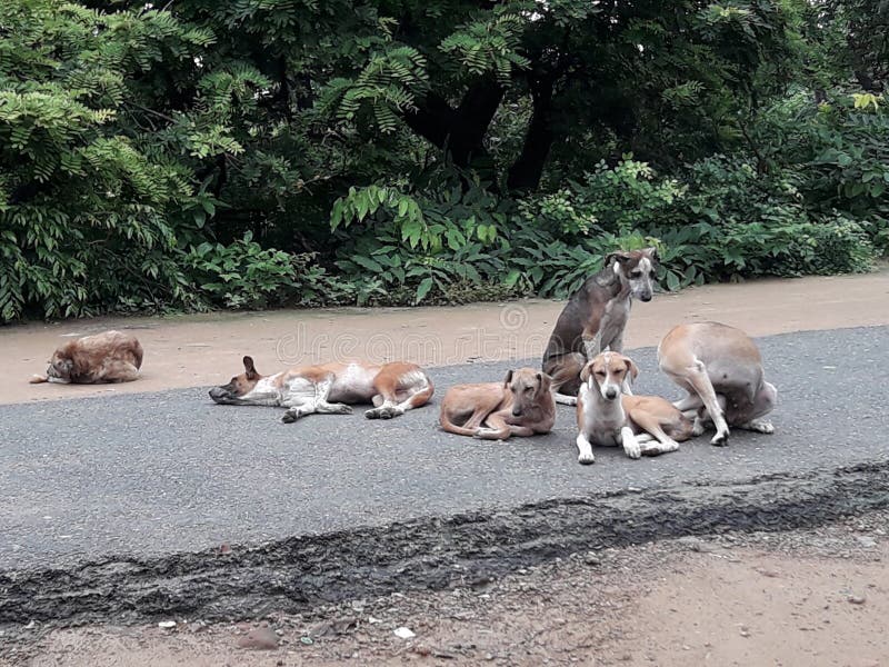 Stray dogs relaxing on the walkway