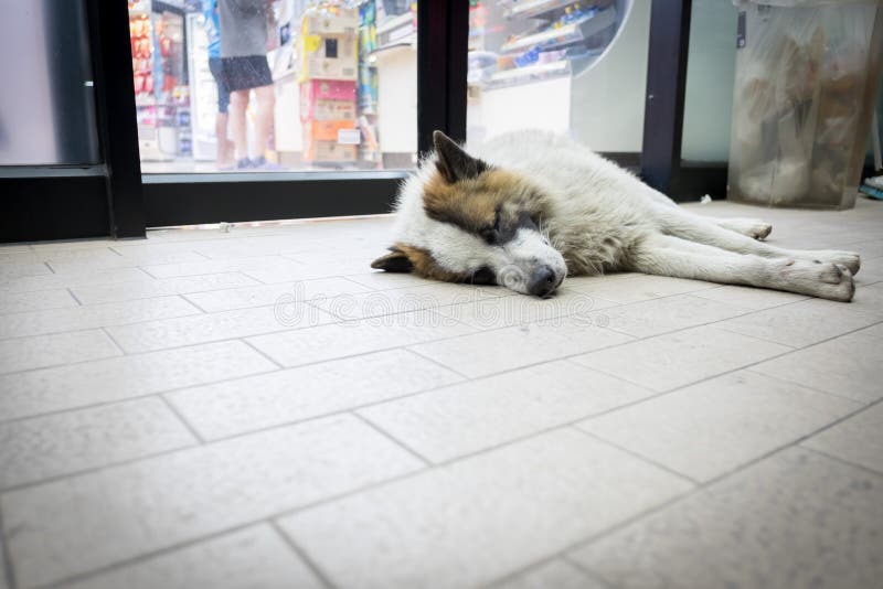 Stray Dogs Sleeping on the Floor. Stock Photo Image of abandoned
