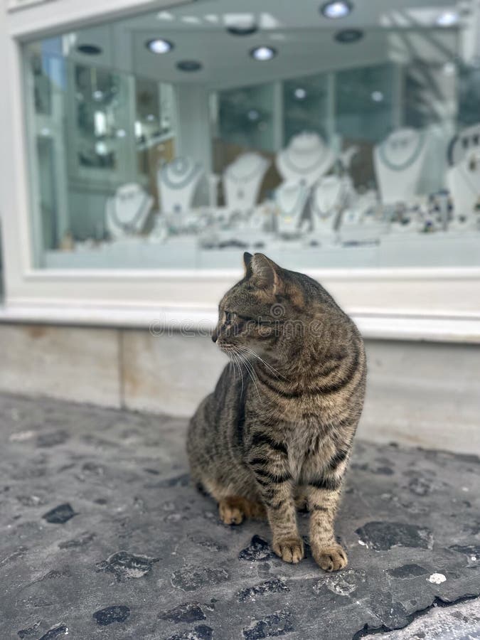 This photograph is of a stray multi-colored soft brown cat, with black or dark brown tiger stripes sitting in front of a jewelry store front on a cobble stone walkway in Europe, Santorini Greece looking to it's right for a profile view probably distracted by the people walking by. This photograph is of a stray multi-colored soft brown cat, with black or dark brown tiger stripes sitting in front of a jewelry store front on a cobble stone walkway in Europe, Santorini Greece looking to it's right for a profile view probably distracted by the people walking by.