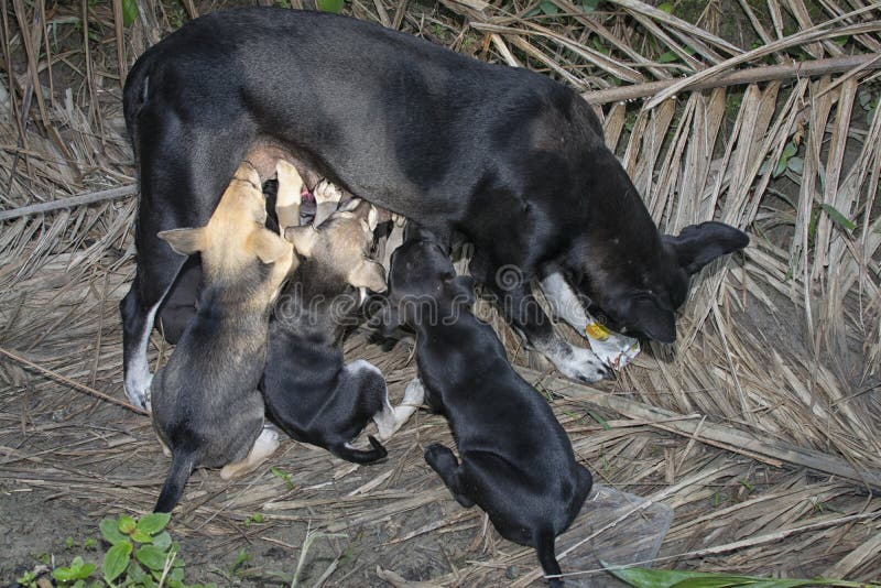 Stray Female Dog Feeding Her Puppies. Stock Image Image of creature