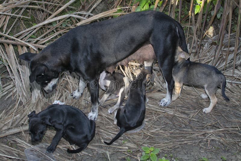 Stray Female Dog Feeding Her Puppies. Stock Photo Image of mammal