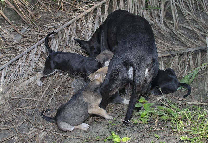Stray Female Dog Feeding Her Puppies. Stock Image Image of eyes, cute
