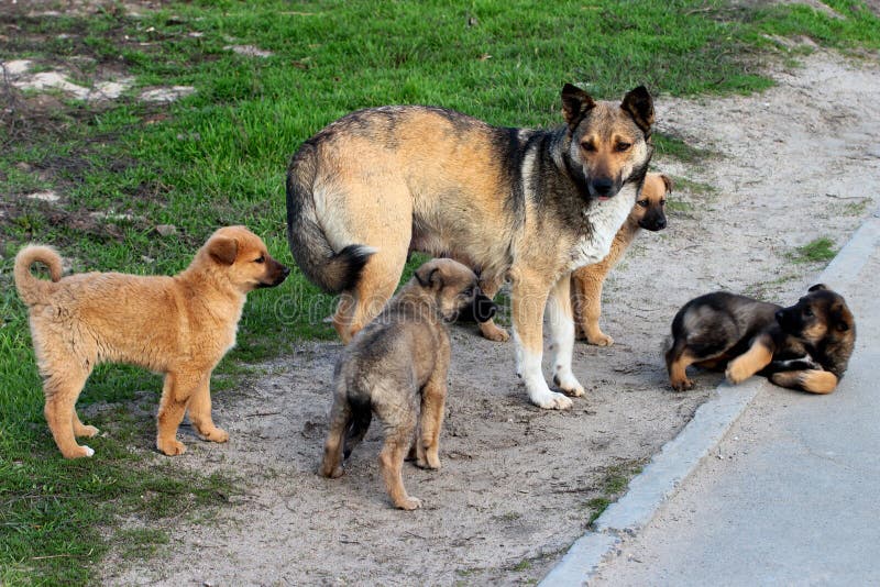 Stray Female Dog Feeding Her Puppies. Stock Photo Image of little