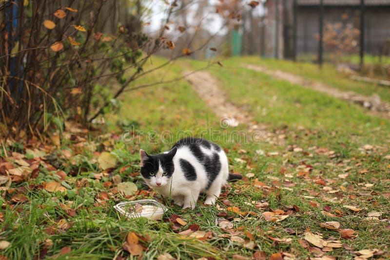 Stray homeless cat eating food outdoors in autumn stock images Stray homeless cat eating food outdoors in autumn stock images