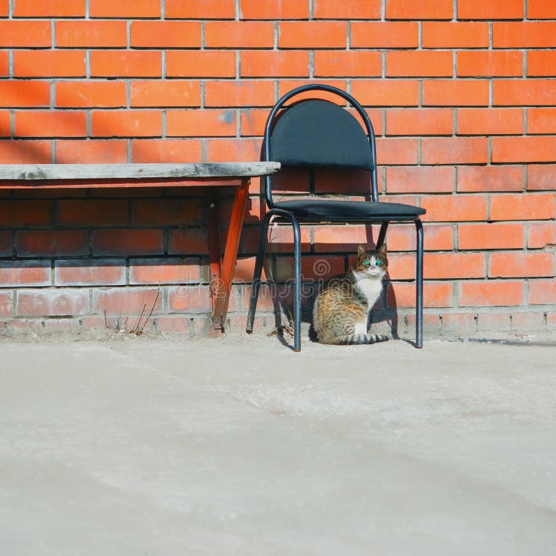 Street Cat And Abandoned Chair Near Brick Wall royalty free stock images Street Cat And Abandoned Chair Near Brick Wall royalty free stock images