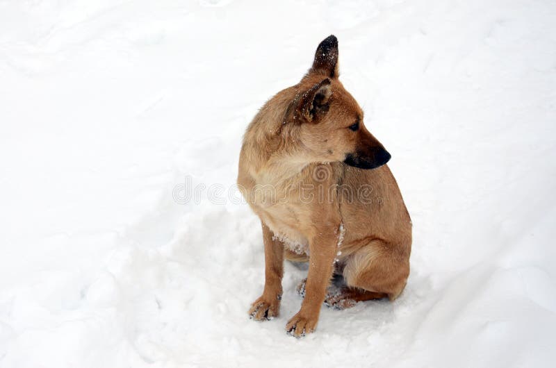 A stray homeless dog. Portrait of a sad orange dog on a snowy background royalty free stock photos A stray homeless dog. Portrait of a sad orange dog on a snowy background royalty free stock photos