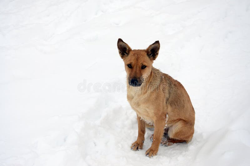 A stray homeless dog. Portrait of a sad orange dog on a snowy background stock photography A stray homeless dog. Portrait of a sad orange dog on a snowy background stock photography