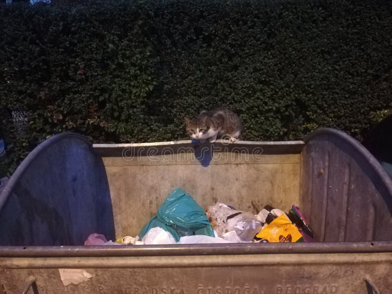 Stray homeless kitten cat on trash container, looking at camera. Garbage inside the conteiner.