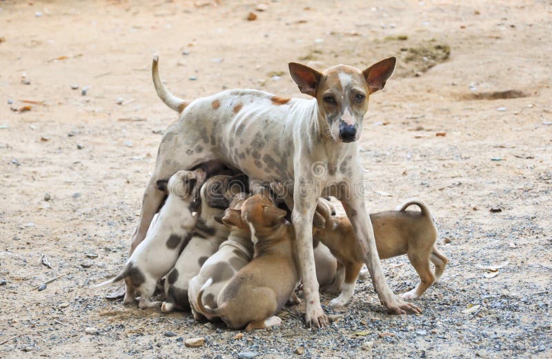 Stray mother dog feeding puppies with milk.