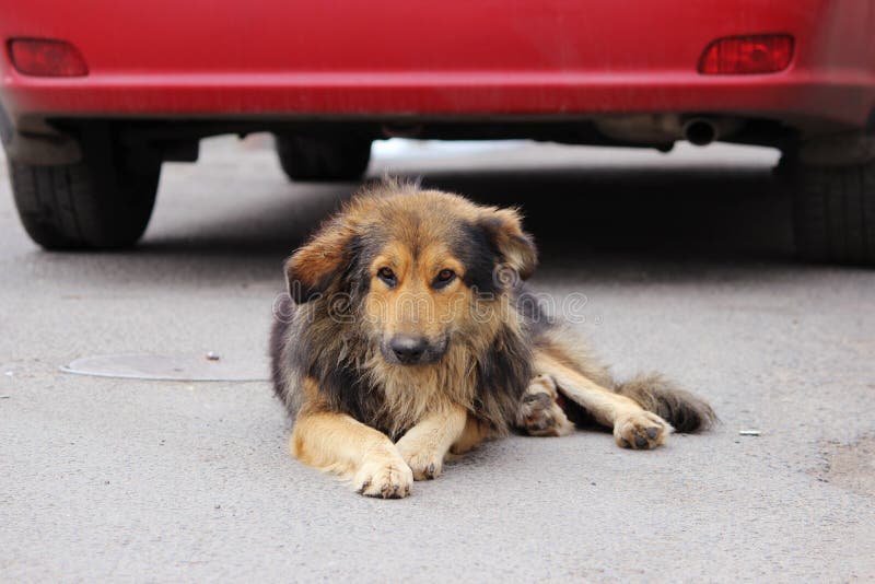 Stray Shaggy Haired Dog Lying beside a Red Car on Asphalt. Stock Photo