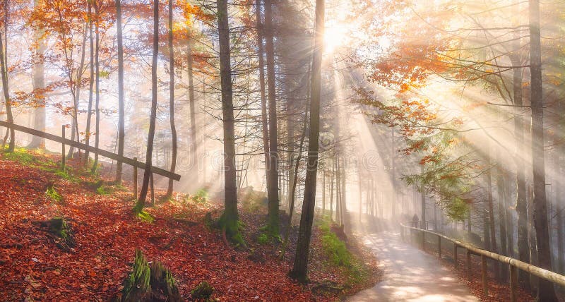 Straße durch einen Herbstwald und -sonne strahlt aus