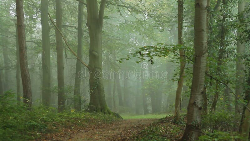 Straße im Wald