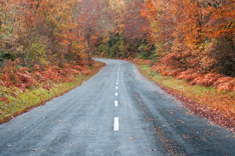 Straße im Wald im Herbst, Fallfarben stockbilder Straße im Wald im Herbst, Fallfarben stockbilder