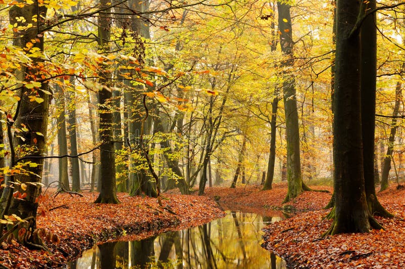 Stream in autumn forest