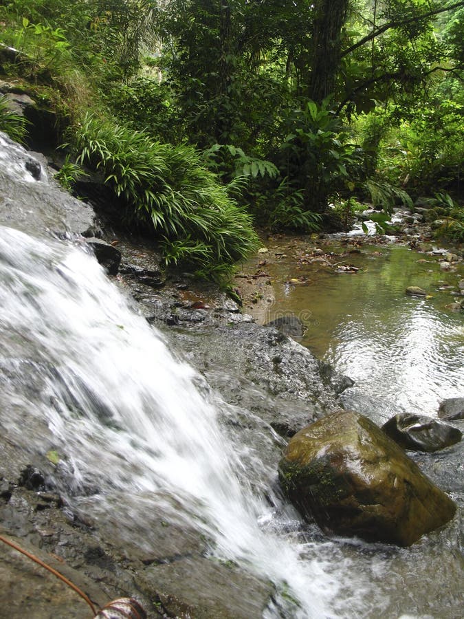 Cloudy Rainforest High Jungle Henri Pittier National Park Venezuela but ...