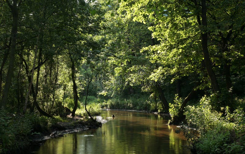 Stream in a dense forest