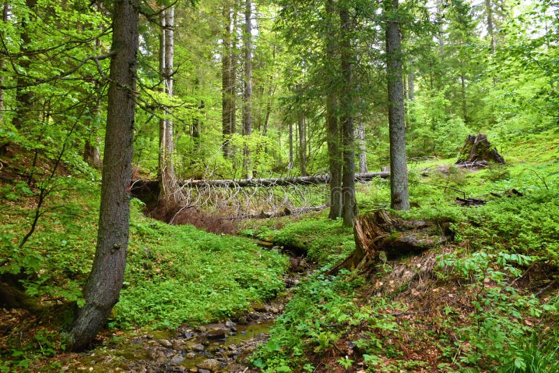 Stream Flowing through a Mixed Conifer and Broadleaf Forest Stock Image