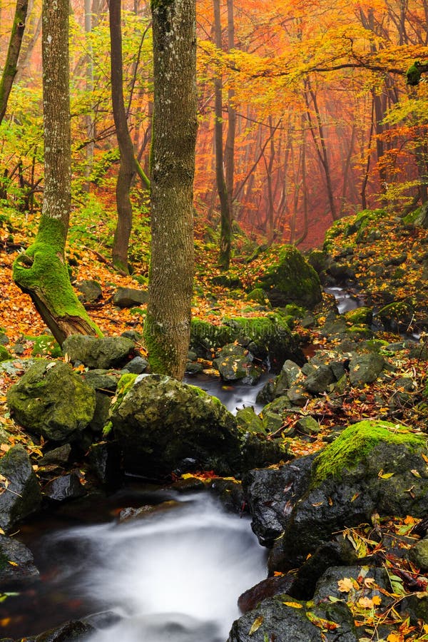 Stream Flowing Over Mossy Rocks In Autumn Forest Stock Photo Image Of