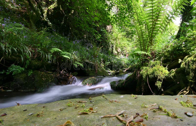 This beautiful little stream runs through the woods of St Nectans glen near Tintagel in Cornwall UK. This beautiful little stream runs through the woods of St Nectans glen near Tintagel in Cornwall UK