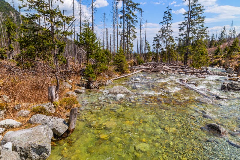 Stream in High Tatras mountains